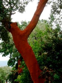 Cork Tree Andalusia